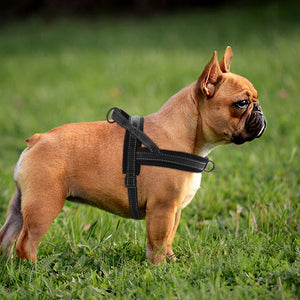 No-Pull Adjustable Dog Harness