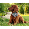 St Patrick Dog Collar with Bow