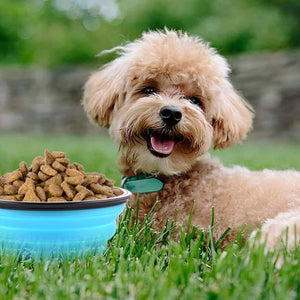 Pet Folding Collapsible Travel Bowl