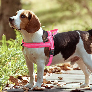 No-Pull Adjustable Dog Harness