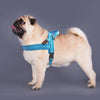 No-Pull Adjustable Dog Harness