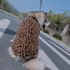 Pet Plush Leopard Dog Coat (M-6XL)