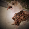 Pet Plush Leopard Dog Coat (M-6XL)