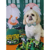 St Patrick Dog Collar with Bow